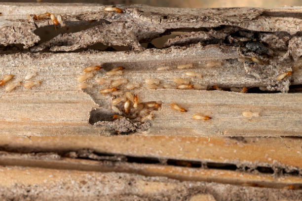 Reliable Crystal Lake, IL Pest Control Solutions